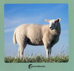 [1YY0010050] Animales de la granja 2